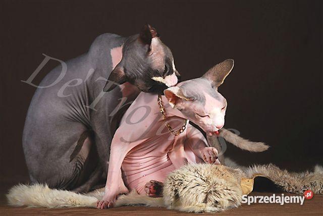 SPHYNX CANADIAN Zapraszamy Do Rezerwacji De Troj Warszawa