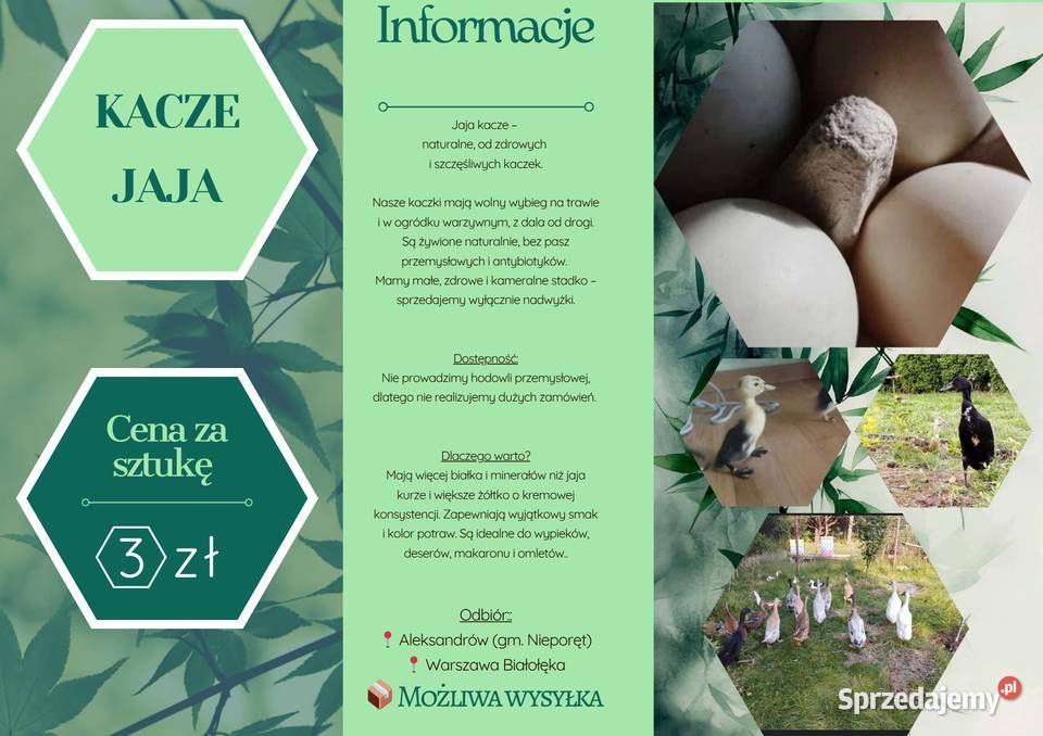 Jaja kacze jajka wolny wybieg szczęśliwych Nieporęt