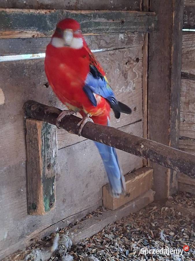 Samczyk rozelli białolicej Szubin