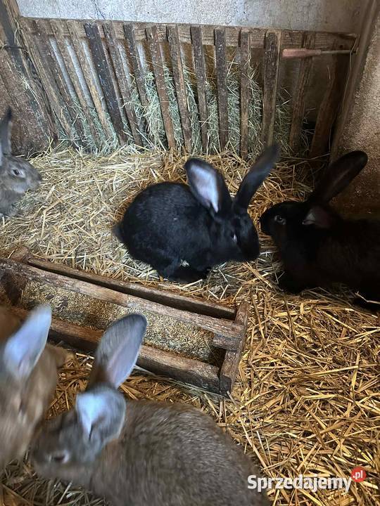 Sprzedam króliki