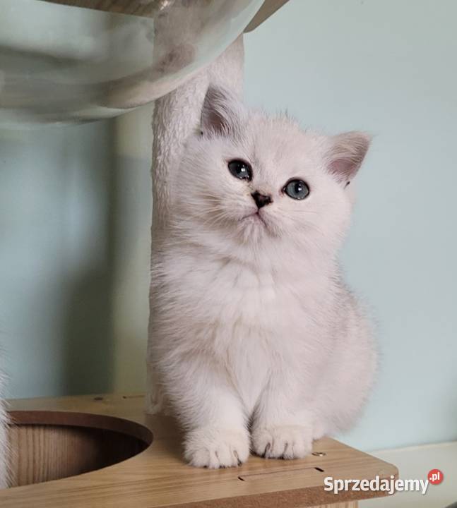 Brytyjskie srebrne srebrne pointy Zielona Góra sprzedam