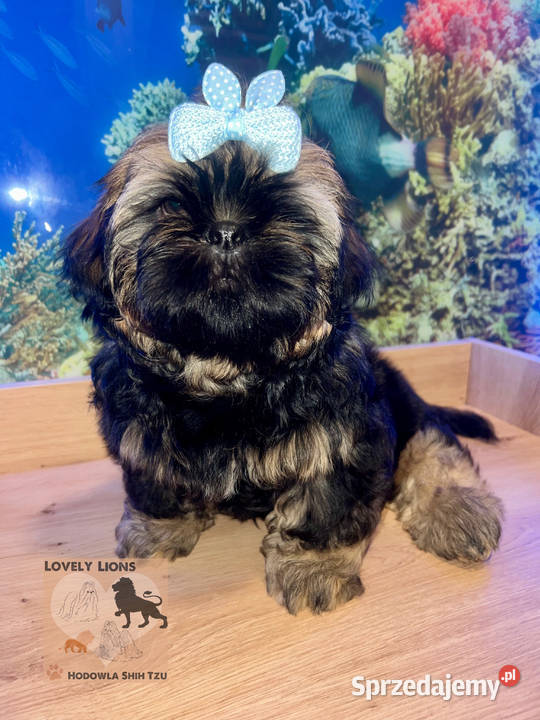 Cudowne maluchy shihtzu śląskie Piekary Śląskie