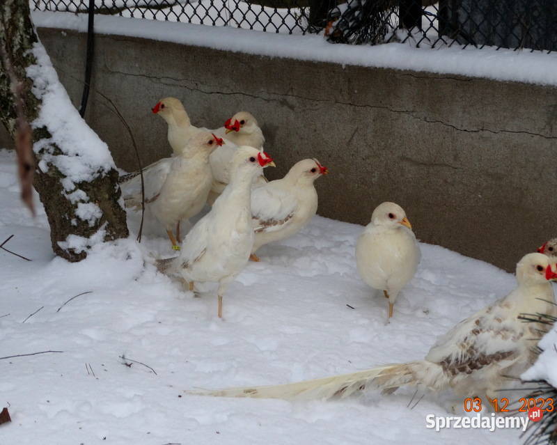 Sprzedam Bażanty bażantach brzoskwiniowych z Gostyń