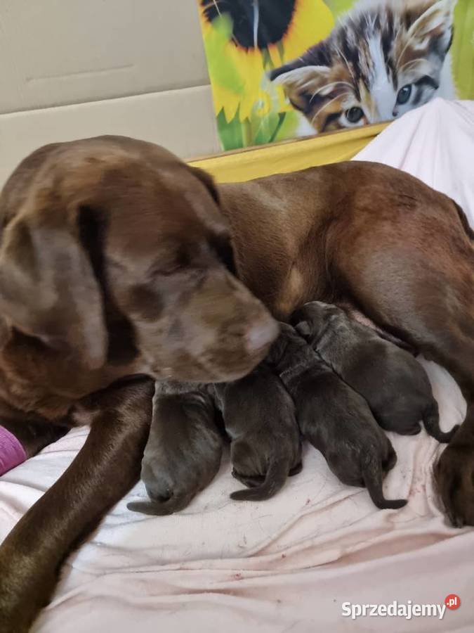 Szczęnieta Labrador Retriever FCI ZkwP oWrocław Gaj Oławski sprzedam