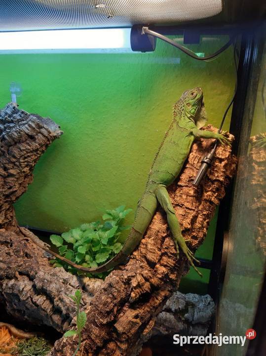 Sprzedam Legwana z całym wyposażeniem sprzedam