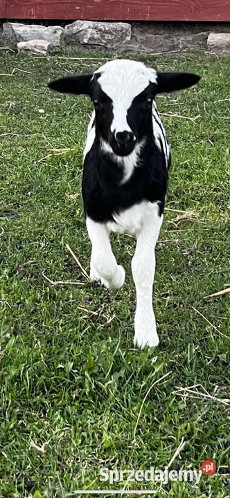 Owce Kameruńskie Baran Świętego Jakuba