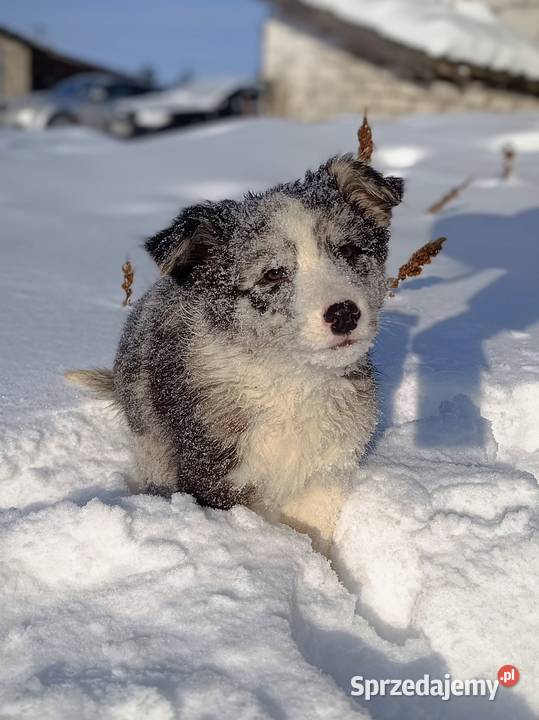 Border collie sable merle Pozostałe Hrubieszów