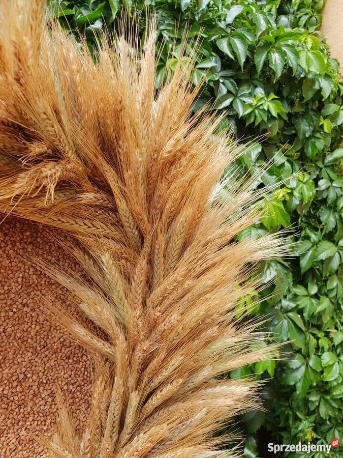 Wieniec dożynkowy wieńce dożynkowe Pozostałe Kamieniec sprzedam