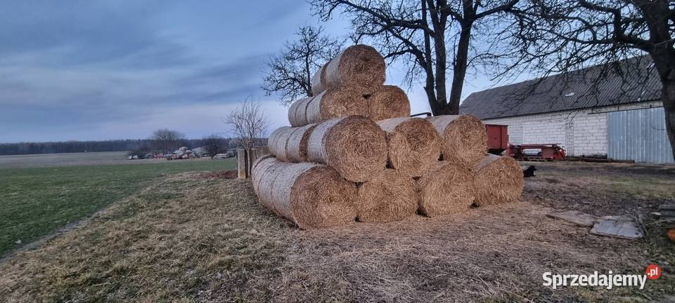 Słoma pszenna w belach 2025 Putnowice Wielkie