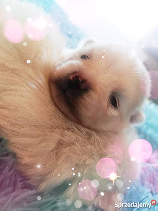 Luxusowe Pieski Boo Pomeranian DO REZERWACJI opolskie Namysłów sprzedam
