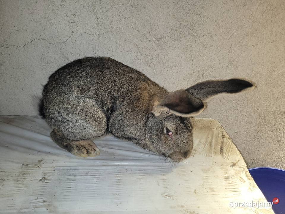 Belg olbrzymi samiec marzec 2025 Zwierzęta mazowieckie Augustów