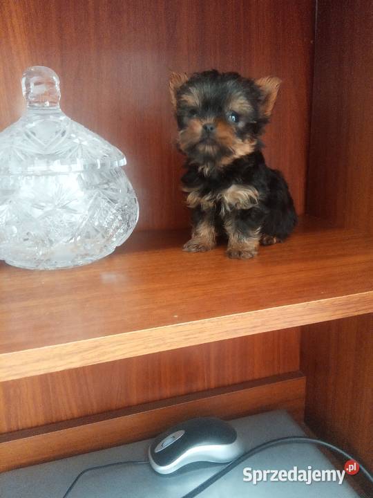 York prześliczna malutka suczka Klimontów