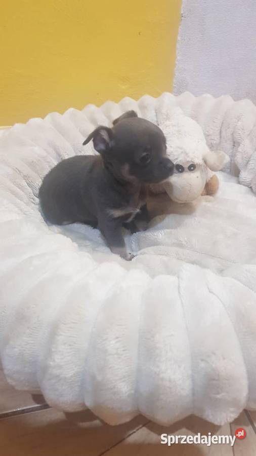 Śliczny piesek chihuahua Warszawy mazowieckie Płońsk