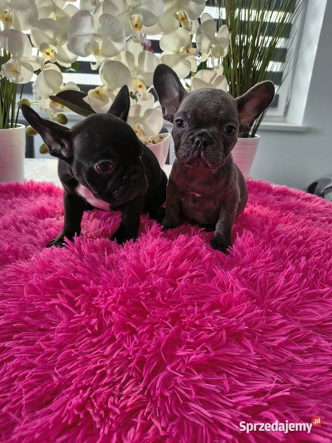 Buldogi francuskie niebieskie Bartoszyce