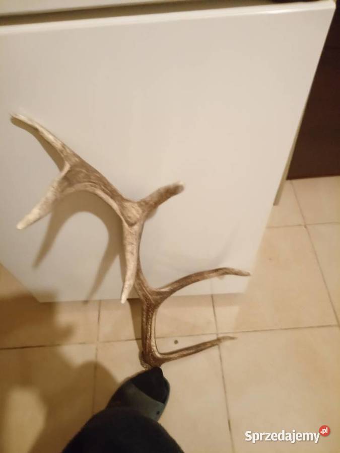 Poroże Jelenia zrzut Lublin