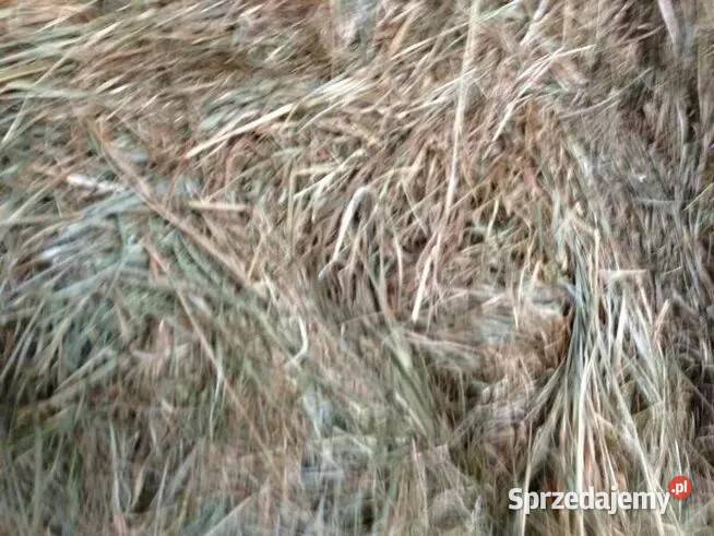 słoma x40 bele Wierzbica Chylin