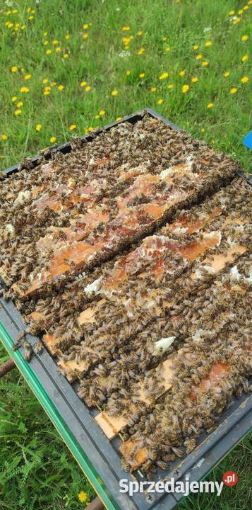 Matki pszczele unasiennione Półwieś