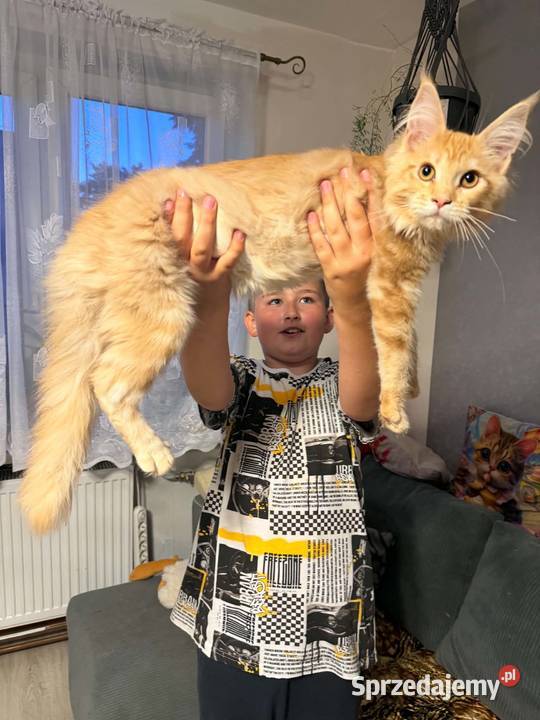 Gandalf cudowny Maine Coon Starogard Gdański
