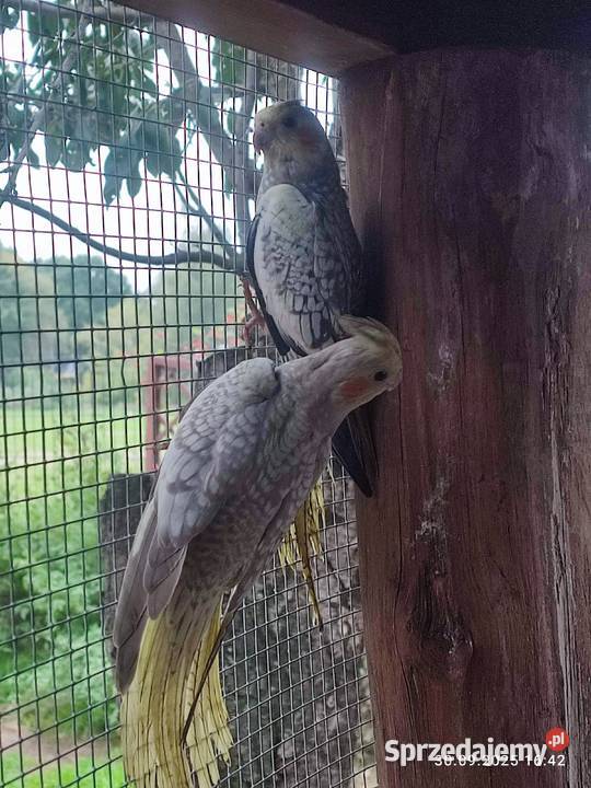 Sprzedam papugi nimfy z tego roku i trzy Nowy Dębiec sprzedam