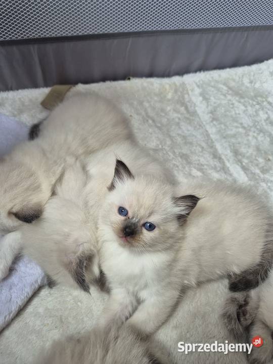 Kocięta Ragdoll Rodowód wyprawka Ragdoll śląskie Lędziny