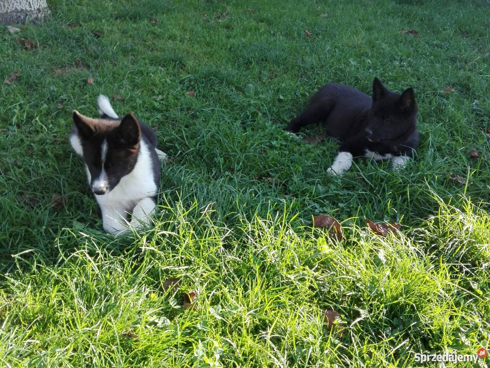 Łajka rosyjskoeuropejska Żory