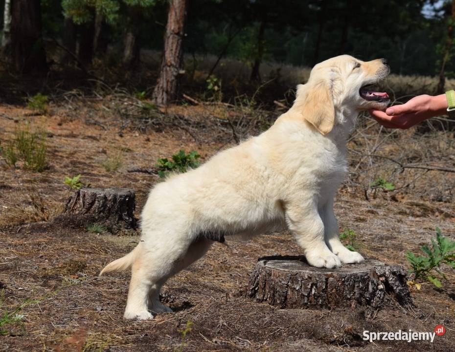 Golden Retriever Zkwp fci Łochów