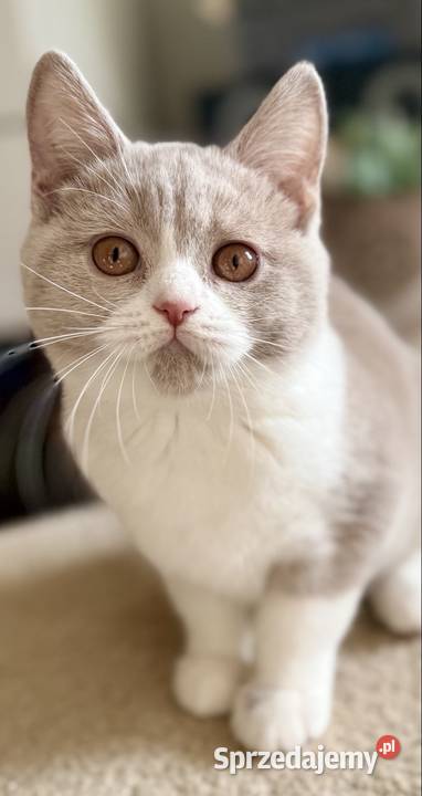 brytyjski kocurek bikolor płowy Inowrocław