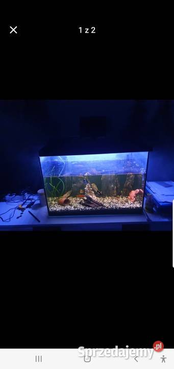 Akwarium 200l i 60l Kiernozia sprzedam