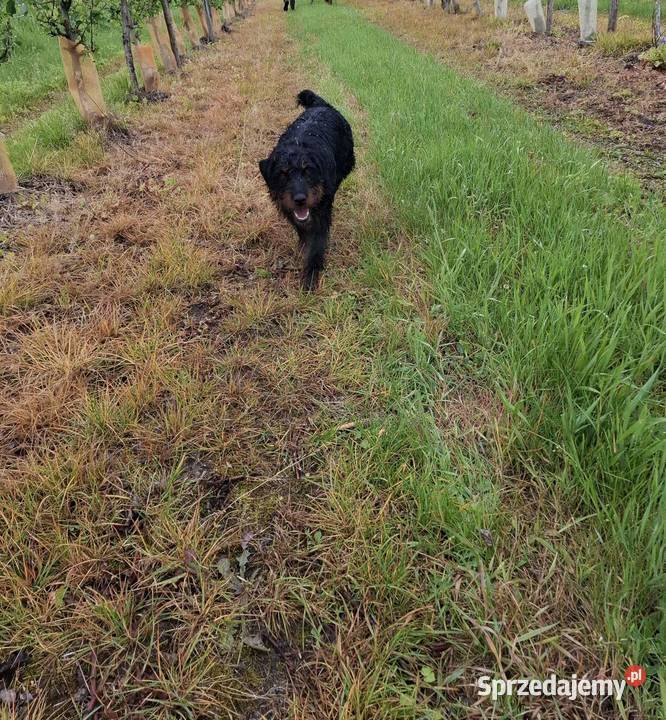 Terier Niemiecki Pies Pozostałe lubelskie Józefów nad Wisłą