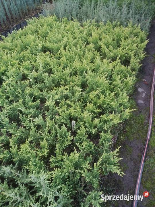Jałowiec płożący Lime Glow 30 P9 małopolskie Wawrzeńczyce