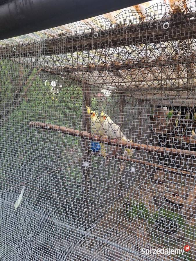 Młode nimfy lutino Ptaki Szubin