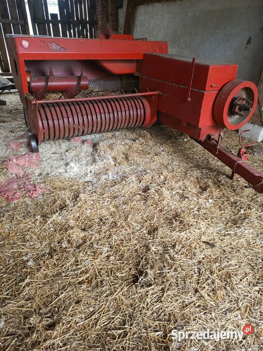 Sprzedam prase kostkującą Miedźna sprzedam