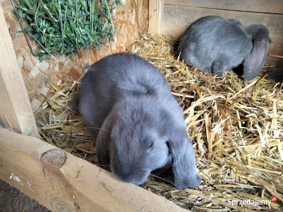 Sprzedam króliki rasy Baran Francuski Niebieski Zdany sprzedam
