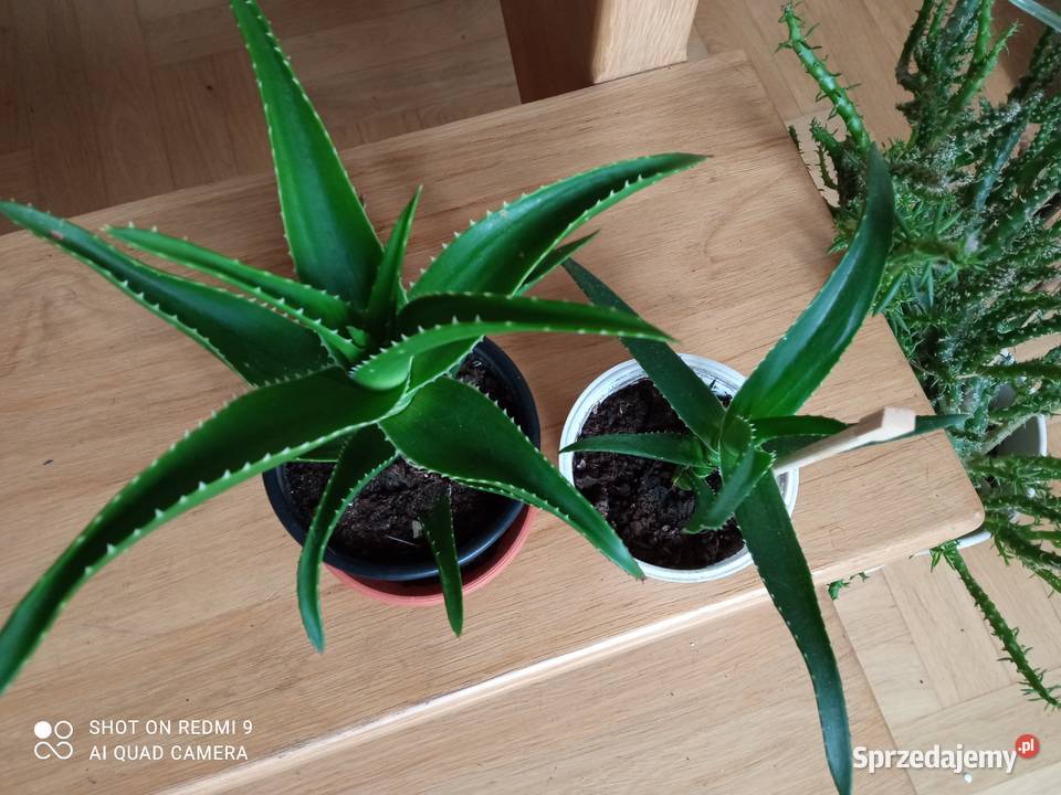 A może skrzydłokwiat Białystok sprzedam