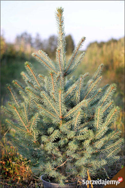 Choinki Świerk JodłaOzdobychoinki ręcznie Siedlce sprzedam