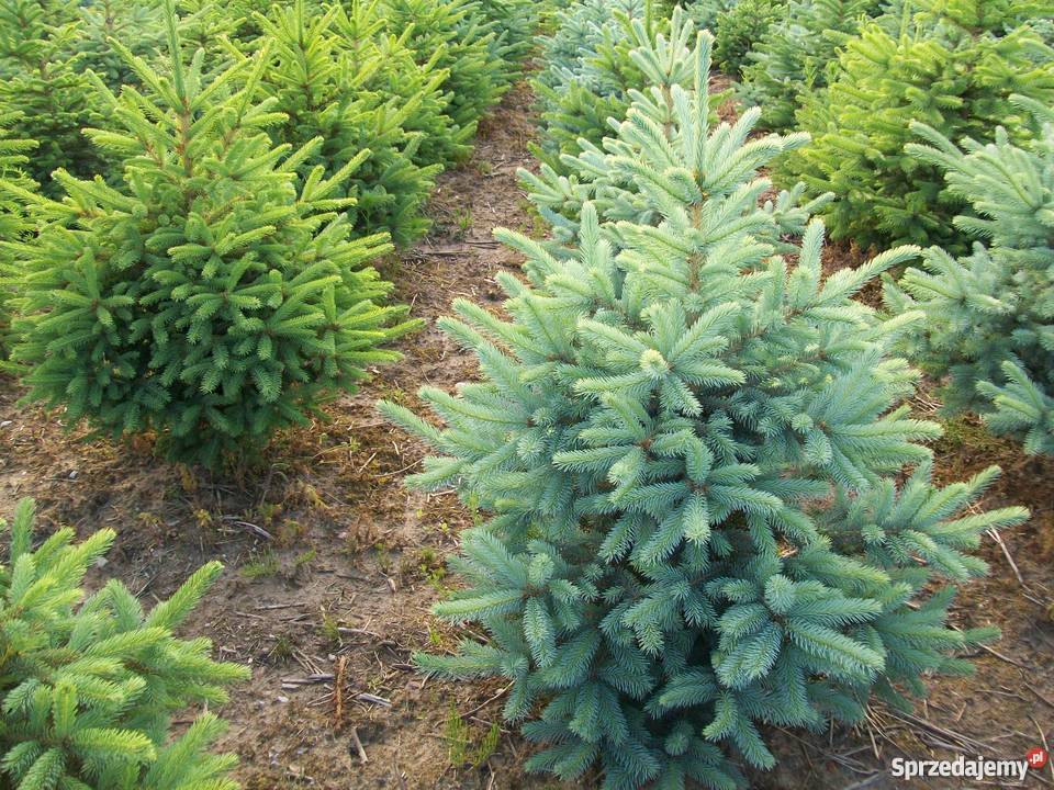 Świerk srebrny żywe choinki żywopłot Plantacja Jedwabno