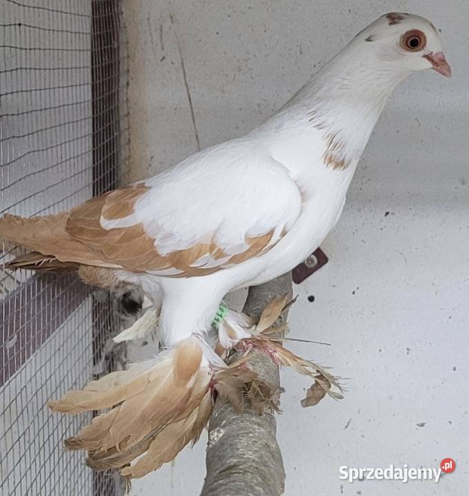 Widym polski gołąb łódzkie Skierniewice
