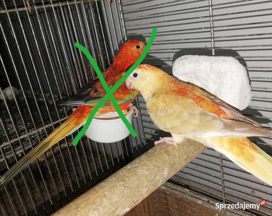 Sprzedam świergotki orange Ptaki Nowy Sącz