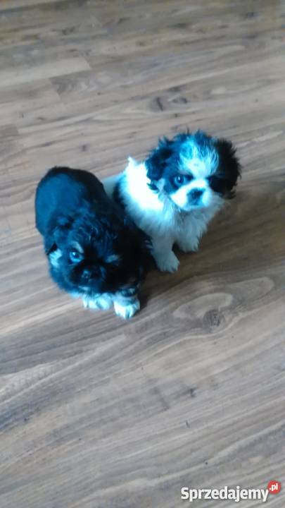 Śliczne pekińczyki suczki Kraków