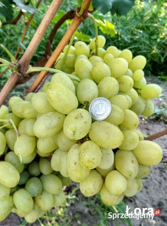 Elitarne winorośle z Ukrainy Warszawa
