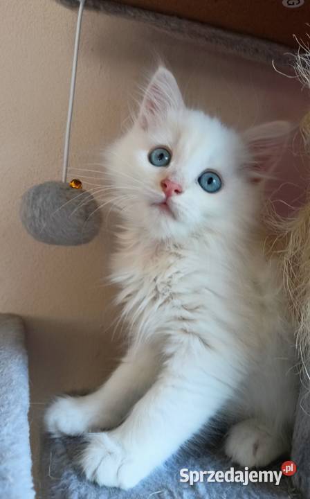 Śliczny Kocur Syberyjski Umi z Rodowodem PZFWCF Sochaczew