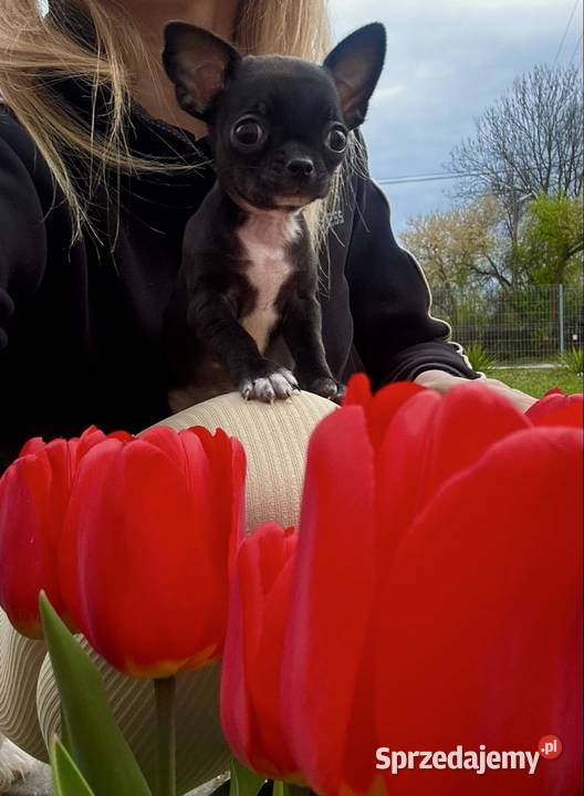 Chihuahua szczeniak Chihuahua świętokrzyskie Raczyce sprzedam