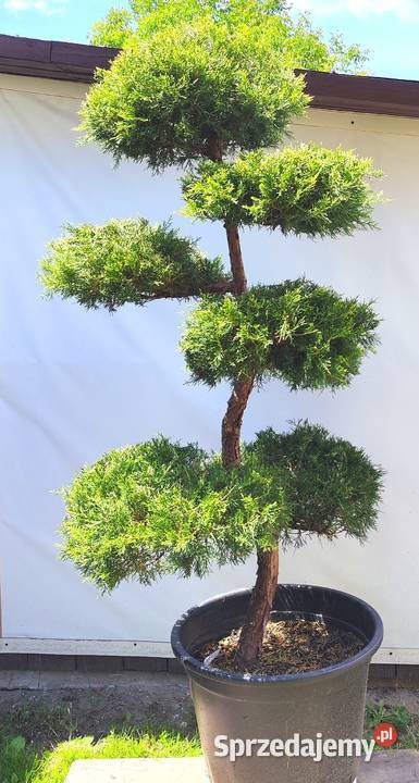 Bonsai Niwaki Jałowiec Kuriwao Gold