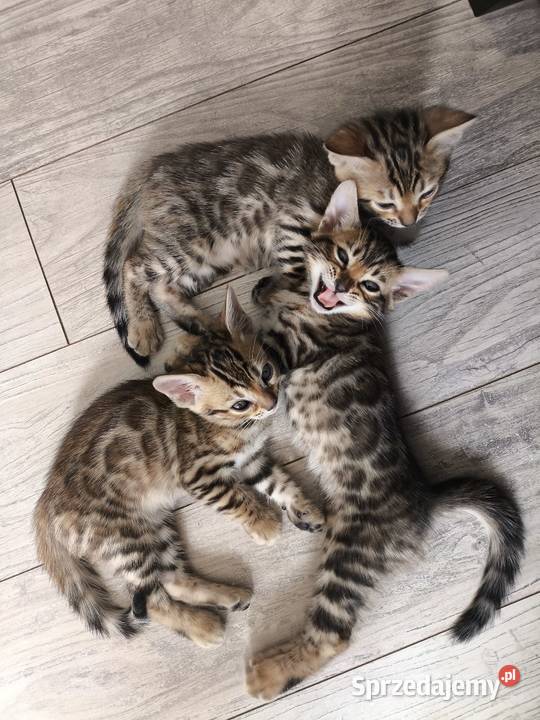 Kotki bengalskie Nielubia