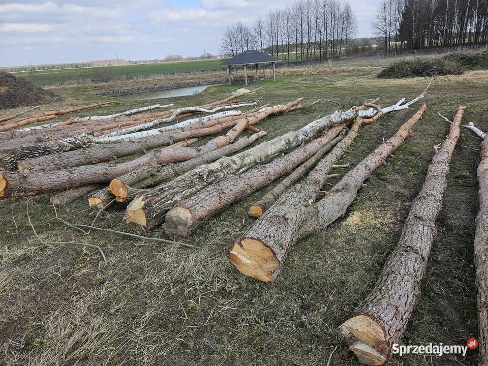 Drewno tartaczne kłody sosny dłużyca sosna Parczew