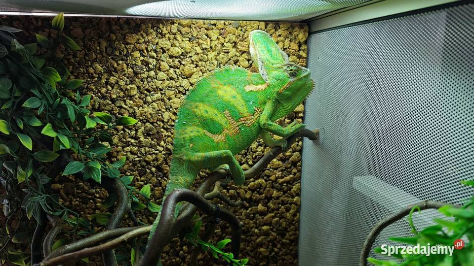 Kameleon Jemeński samiec Terrarium Zestaw wielkopolskie Przedborów sprzedam