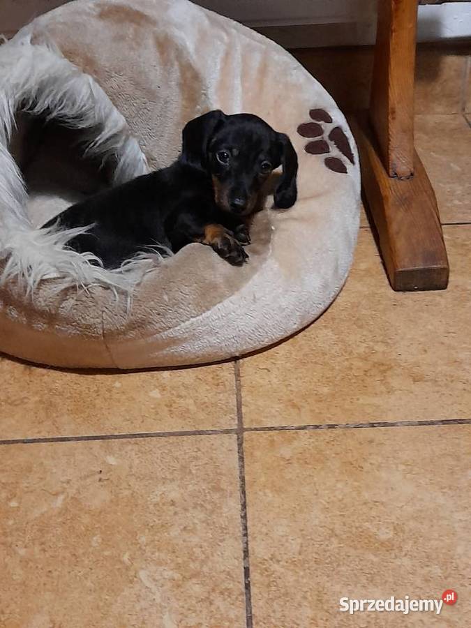 Jamnik krótkowłosy suczka Augustów sprzedam