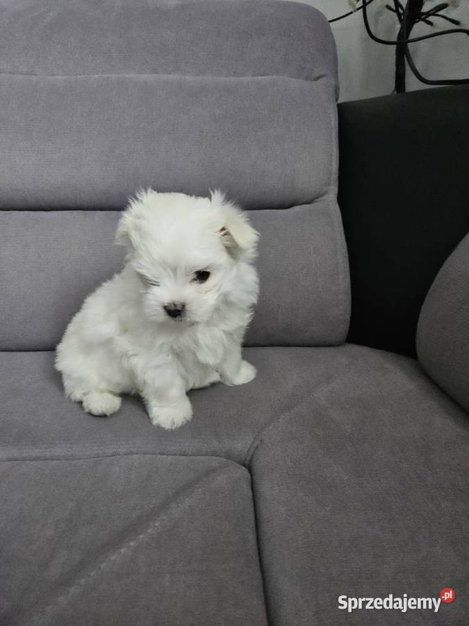 Samiec rasy maltańczyk ur 25112025 gotowy do Bielsko-Biała