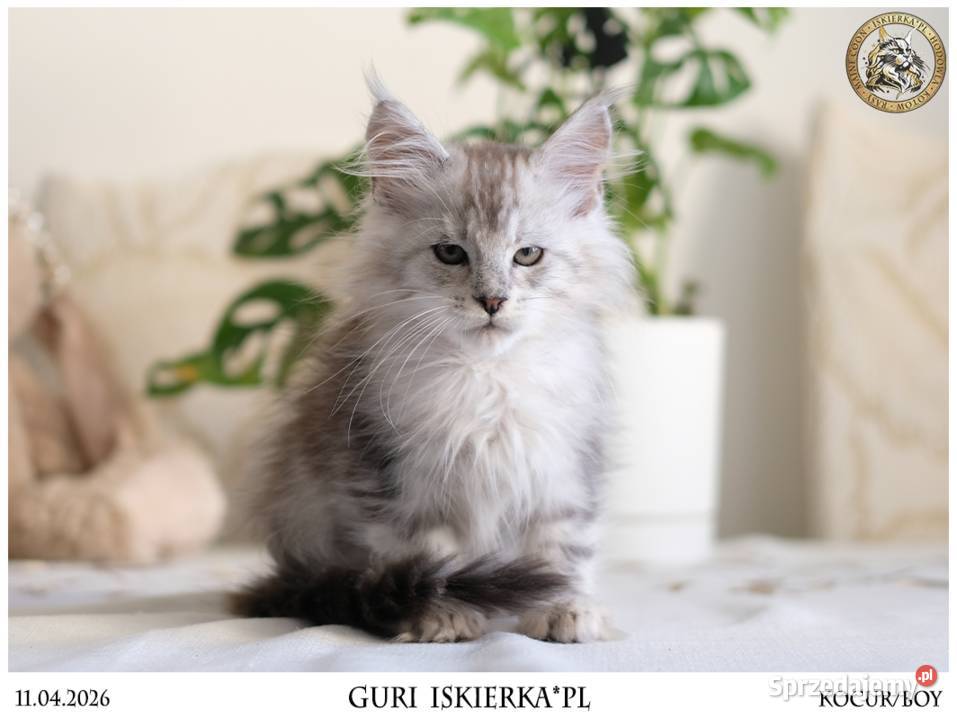 Guri uroczy jegomość kocurek maine coon mazowieckie Warszawa sprzedam