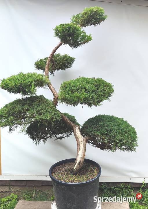 Bonsai Niwaki Jałowiec Wilhelm Pfitzer Medynia Łańcucka sprzedam